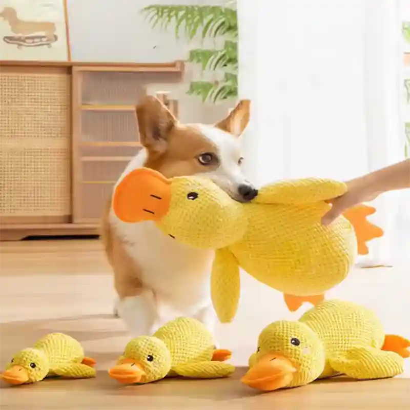 Duck Interactive ©